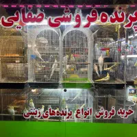 فروش پرنده عروس هلندی|پرنده|آستارا, |دیوار