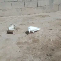 کبوتر یا کفتر