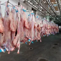 فروش لاشه گوسفند و گوساله
