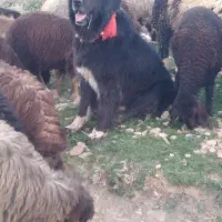 واگذاری سگ گله ای دهن پاک|سگ|چنارود, |دیوار