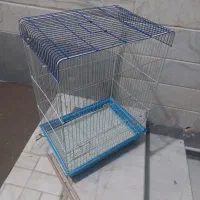 قفس عروس هلندی