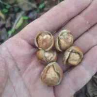 فندق اشکورات گیلان