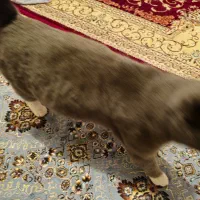 فروش گربه خانگی پرشین جنس نر به قیمت ۱۵ میلیون|گربه|میاندوآب, |دیوار