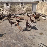 لاری|حیوانات مزرعه|تاکستان, |دیوار