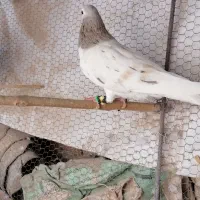 سلام دو عدد هفت رنگ سو چپ جوان