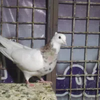 طوقی هفت رنگ آس|پرنده|شاهرود, |دیوار