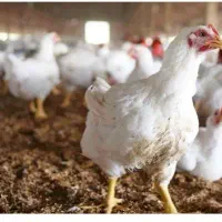 سالن مرغداری 6500 قطعه ای