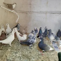 کفتر .کبوتر 24عدد|پرنده|ریگان, |دیوار