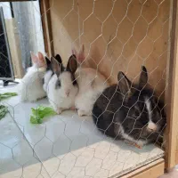 خرگوش بچه خرگوش