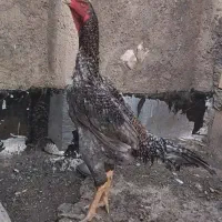 خروس لاری طوسی|حیوانات مزرعه|شیراز, کوشک میدان|دیوار