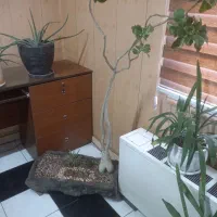 فروش گل ادنیوم