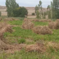 محصولات دام