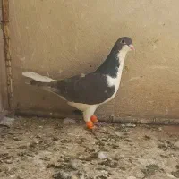 پرشی بشرط چاقو|پرنده|قزوین, |دیوار