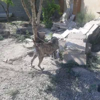 سگ واگذاری|سگ|رباطکریم, رباطکریم|دیوار