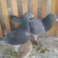 کبوتر پلاکی|پرنده|مرودشت, ژیان|دیوار