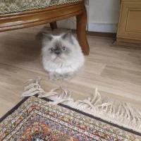 گربه پرشین|گربه|تهران, تهرانپارس شرقی|دیوار