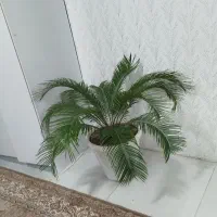 نخل بزرگ طبیعی|گل و گیاه طبیعی|اردبیل, |دیوار