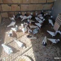 کفتر طوقی سار هفترنگ