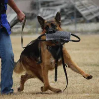 مربی سگ در شیرازآموزش سگ در شیراز تربیت سگ درشیراز|خدمات آموزشی|شیراز, شهرک آرین|دیوار