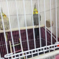 یک جفت عروس هلندی فروشی می‌باشد