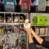 شیتزو  نر و ماده|سگ|تهران, تهرانپارس غربی|دیوار