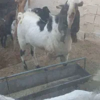 فروش ۲جفت بز پاکستانی گلابی اصل