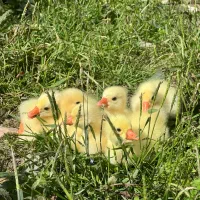 جوجه اردک و جوجه غاز لیندا جوجه غاز محلی