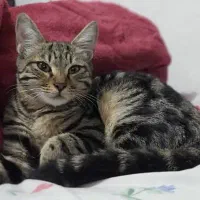 گربه پلنگی بسیار زیبا