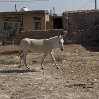 خر الاغ|حیوانات مزرعه|شیراز, شهرک سعدی|دیوار