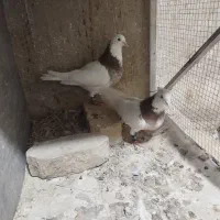 یک جفت کبوتر طوقی سرخ