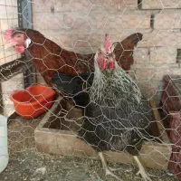 مرغ تخمگذار محلی