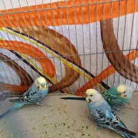 مرغ عشق نر|پرنده|شیراز, ریاستی|دیوار