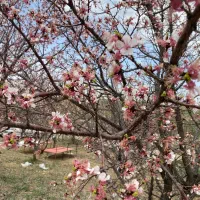 باغ شهر|فروش دفتر صنعتی، کشاورزی، تجاری|زنجانرود, |دیوار