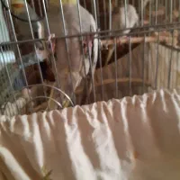 عروس هلندی سالم وسرحال