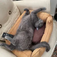 گربه نر عقیم شده