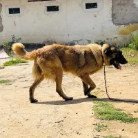 سگ سراب اصیل