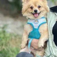 فروش سگ پامر روباهی نژاد اصلی