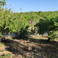 فروش باغ با سند و الاچیغ و.. در پل زمانخان سامان|فروش دفتر صنعتی، کشاورزی، تجاری|سامان, |دیوار