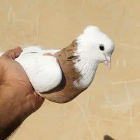 طوقی زرد خال سیاه ، هفت‌رنگ خطی...|پرنده|قزوین, |دیوار