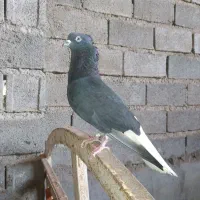 اشعل سیاه نر درجه یک