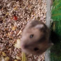 همستر کمپل شکلاتی خاکستری|موش و خرگوش|شاهینشهر, مخابرات (شهید بهشتی)|دیوار