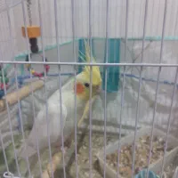 فروش عروس هلندی|پرنده|دوگنبدان, |دیوار