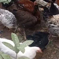 مرغ و خروس محلی