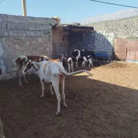 گاو وگوساله  هلشتاین|حیوانات مزرعه|یزد, |دیوار