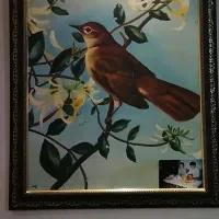 نقاشی . رنگ و روغن . کبوتر|تابلو، نقاشی، عکس|رشت, رشتیان|دیوار