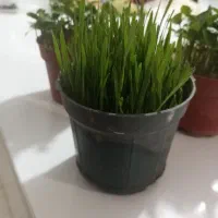 سبزه گندم و نارنج