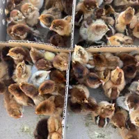 جوجه بومی گلپایگانی