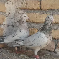 سارسرور.اغون .قره .سار.ابلغ کفتر