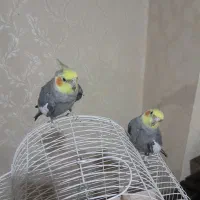 فروش