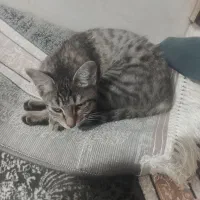 گربه بازیگوش